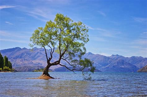 The Wanaka Tree In New Zealand Stock Photo Image Of Natural Outdoor