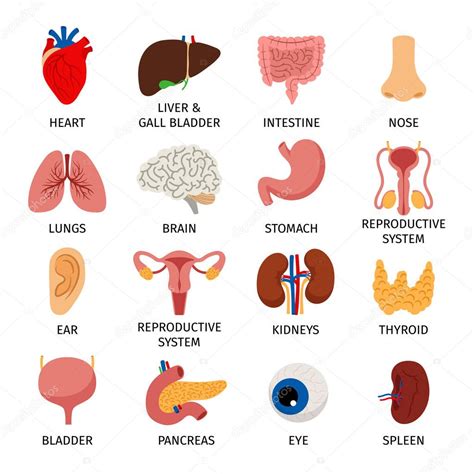 Imagenes Organos Del Cuerpo Humano Organos Del Cuerpo Humano Images