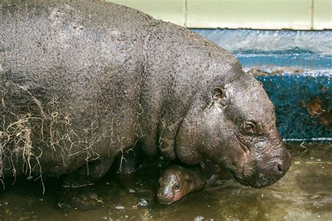 Edinburgh Zoo Welcomes Endangered Pygmy Hippo Calf Photos