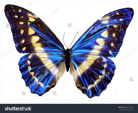 High Resolution Butterfly Texture Stock Photo 1091220125 Shutterstock