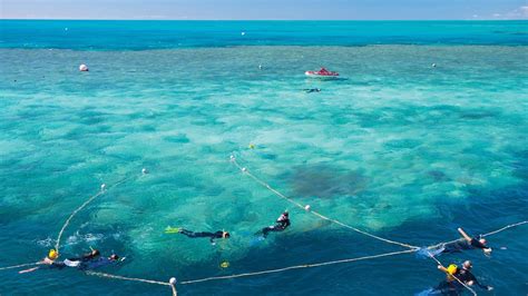 Great Barrier Reef Tour Whitsundays Floating Pontoon Hardy Reef