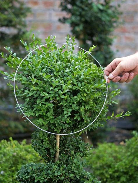 Use Wire Template To Get Correct Shape For Topiary