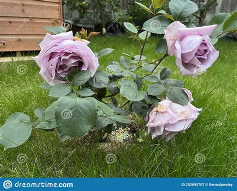Purple Hybrid Tea Roses Stock Image Image Of Yard Purple 252695707