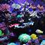 Build Thread  My 100g Mixed Reef Tank REEF2REEF Saltwater And