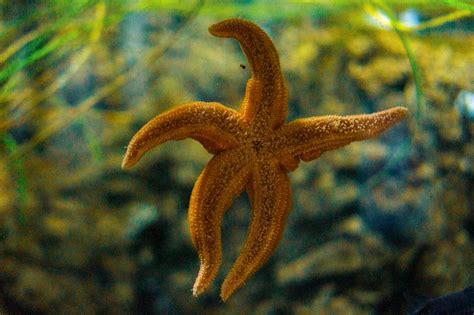 Brown Starfish In Close Up Photography Photo Free Reptile Image On