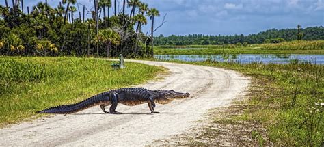 Shark Valley Everglades National Park — Парки и заповедники Флориды