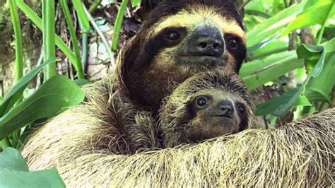 The Surprisingly Active Lives Of Sloths Mudfooted