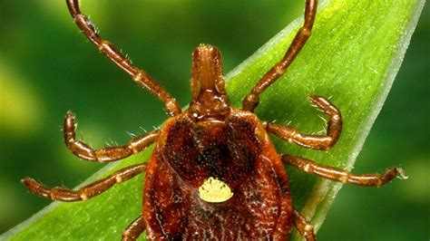 Heartland Virus Found In Illinois Ticks Health Officials Warn