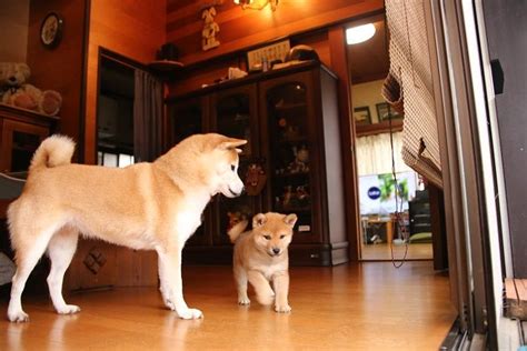 Parakavka Via さち福一家笑 Puppies Shiba Inu Shiba