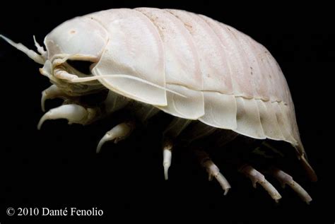 Now Thats An Isopod Bathynomus Giganteus Anotheca