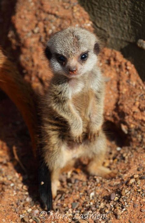 17 Best Images About Baby Meerkats On Pinterest Cute Ferrets In