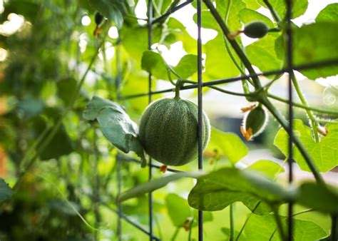 How To Grow Melons