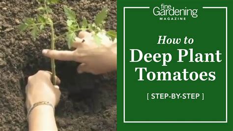 How To Deep Plant Tomatoes Youtube