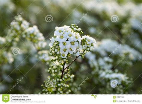 La noce di cocco è dunque preziosa per: Spiraea Cinerea In Fioritura, Arbusto Di Gray Grefsheim ...