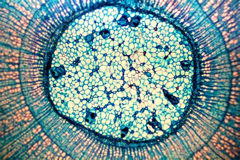 Bacteria Cell Under Microscope 40x Micropedia
