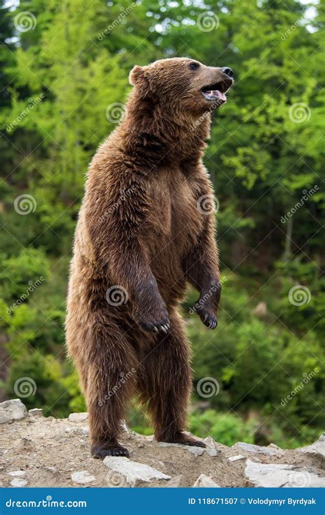 Big Brown Bear Standing On His Hind Legs Stock Image Image Of