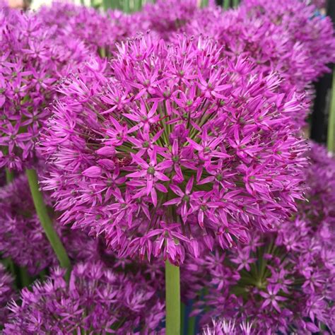 Allium Purple Sensation Spring Flower Bulbs Drinagh Garden Centre