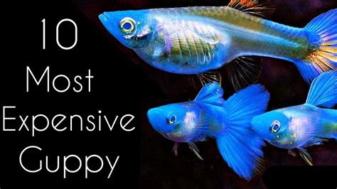 10 Most Exotic Beautiful Guppy Ever In 2021🏅 Beautiful Guppy Fish