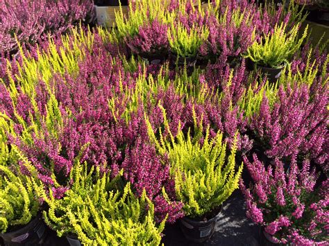 How To Choose Heather For Long Lasting Colour And Interest Perrywood