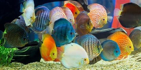 Discus Fish Care Guide And Species Profile Fishkeeping World
