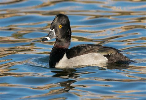Duck Facts Types Identification Habitat Diet Adaptations Images