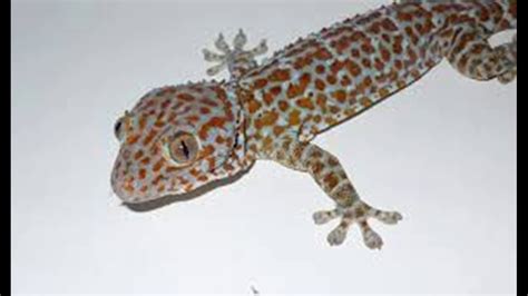Maybe you would like to learn more about one of these? Koleksi Gambar Tokek Karikatur | Puzzze