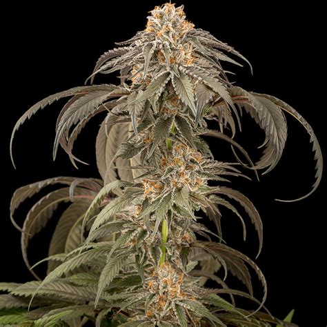Purple Afghan Kush Overgrow Cannabis Seedbank