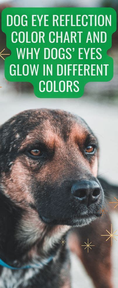 Dog Eye Reflection Color Chart And Why Dogs Eyes Glow In Different