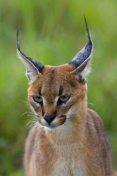 Polliwog Pages Kids Write The Caracal