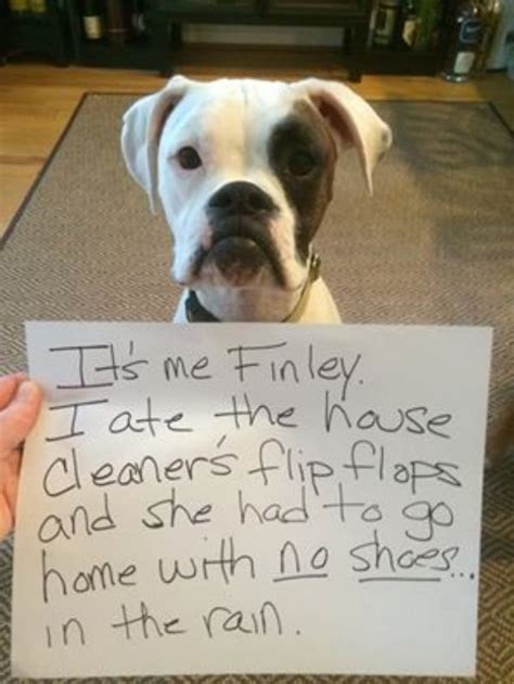 Funny Dog Shaming 20 Photos Thechive