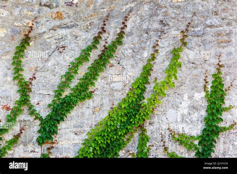 Creeper Plant On Concrete Wall Hi Res Stock Photography And Images Alamy