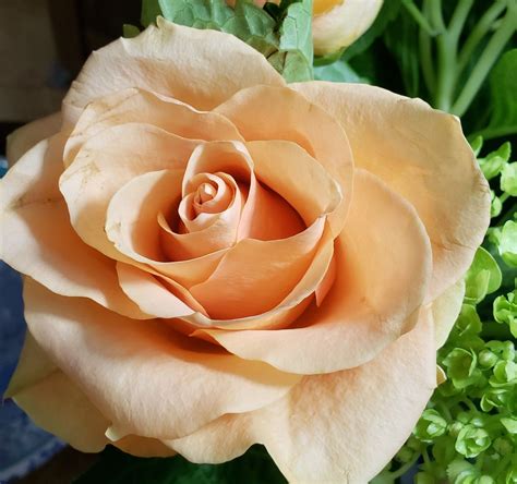 Free delivery on select bouquets. Just a Rose from Fred Meyers clearance flowers that I ...