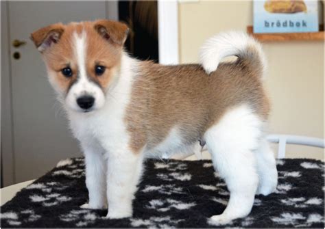 Norrbottenspets puppies — before you buy… however, based on sales reported online over the past 10 years, you should expect to pay upward of $2,000 for a norrbottenspets puppy. Norrbottenspets - Breeders, Puppies, Temperament, Price ...