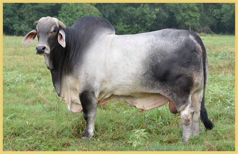 Brahman Cattle Female
