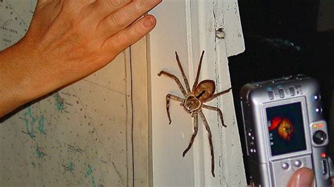 They May Be Huge But Just How Deadly Are Huntsman Spiders Iflscience