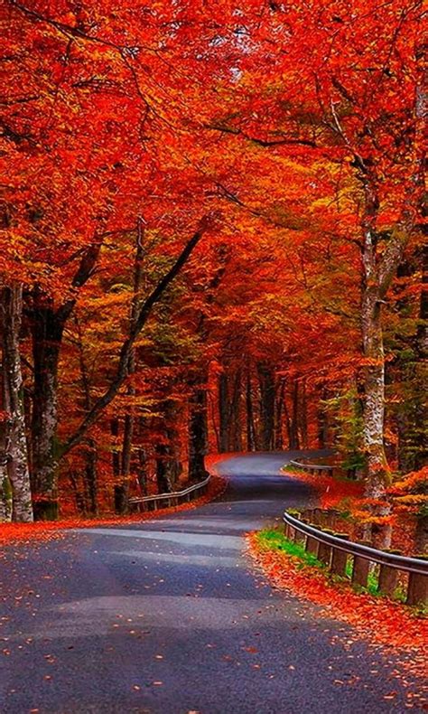 Red Autumn Trees Wallpaper By Julianna Bb Free On Zedge™