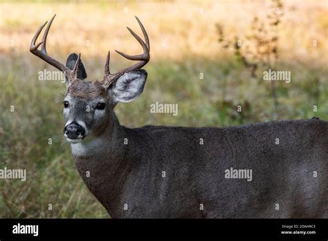 Whitetail Buck Deer Portrait With Rack Antlers Stock Photo Alamy