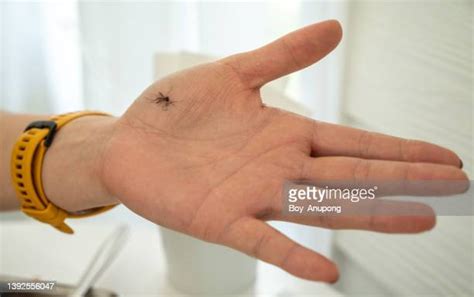 Smashed Mosquito Photos And Premium High Res Pictures Getty Images