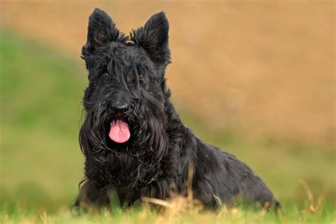 Scottish Terrier Dogs Breed Information Omlet