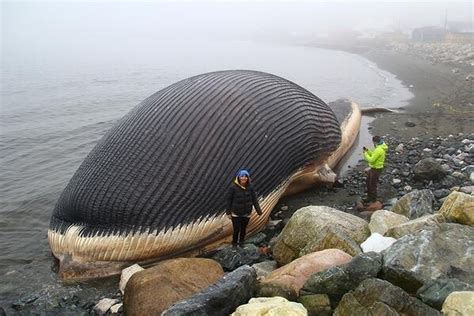 The Nearly 30 Meter Long Moпѕteг Washed Up On The Canadian Coast