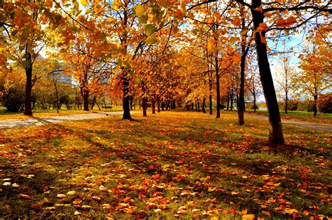 Trees Autumn City Park Wallpapers Hd Desktop And Mobile Backgrounds