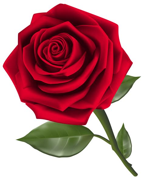 Beautiful Red Rose PNG Clipart Best WEB Clipart | Rose flower png, Rose clipart, Red rose png