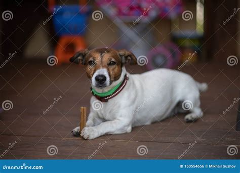 A Small Dog Holds A Bone In Its Paws And Looks At The Camera Stock