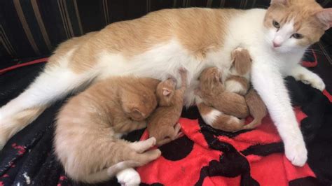 My Cat Gave Birth To 5 Kittens May 25th And 3 Of Them Died The First