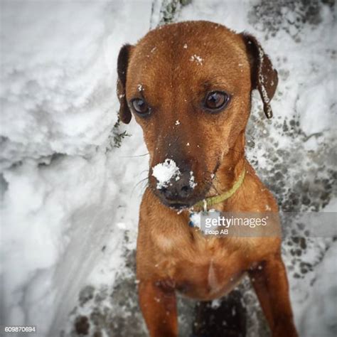 Dachshund Through The Snow Photos And Premium High Res Pictures Getty