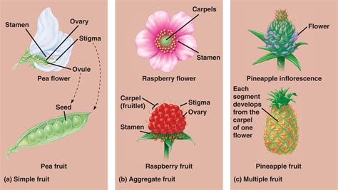 Structure Of Ovaryfruit Pea Flower Trees To Plant Raspberry Fruit