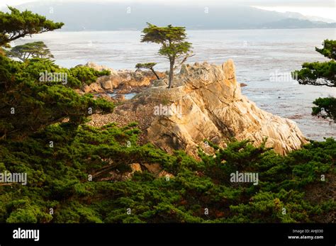 The Lone Cypress On The 17 Mile Drive On The Monterey Peninsula