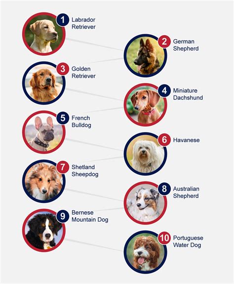 Most Popular Dog Breeds 2024 Freddi Kellyann