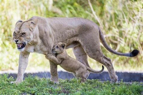 Mama Lion Protecting Her Cub Ranimalsbeingmoms