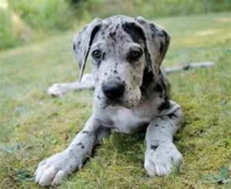 These are not to be confused with fawn harlequins, which have a white base coat with tan spots. Blue Merle Great Dane Puppies For Sale | PETSIDI